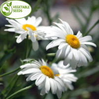 [HOT SELLING] 200PCS Daisy Seeds-Chamomile Daisy Flower Seeds/Daisy Beautiful Bonsai Seeds