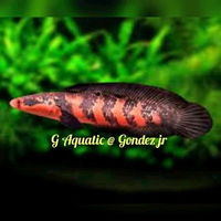 #ikan Channa red Barito size 13-14cm