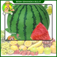 Benih Buah Buahan Semangka Strawberi Melon Labu Benih Bibit Murah Berkualitas Semangka Bulat