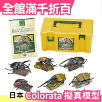 【獨角仙 6隻組】日本空運 Colorata 獨角仙立體圖鑑 擬真模型組 盒玩 考古生物【小福部屋】