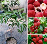 Bibit Tanaman Buah Leci Merah Cangkok-Bibit Pohon Buah Leci TAMBULAPOT