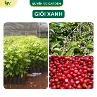 (C231) Cây Giống giổi xanh gieo hạt dễ chắm dễ trồng năng suất giá trị cao