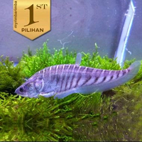 Belida Bangkok 6-7cm Ikan Hias Predator Hiasan Aquarium Aquascape -