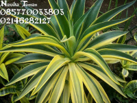pohon agave commom/ agave strip kuning