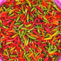 Cabe / Lombok Rawit Merah Petik 1 kg