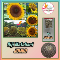 Biji bunga matahari JUMBO