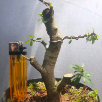 TANAMAN HIAS BONSAI SAENG SIMBUR MIKRO VIETNAM BATANG BESAR + POT CANTIK