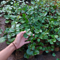 bibit tanaman binahong merah - pohon binahong - anredera cardifolia