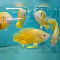 ikan Oscar lemon size 9-10cm