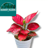 Hiasan Rumah Aglonema Red Anjamani - tanaman hias aglonema red anja Siap Kirim - Hiasan rumah - COD