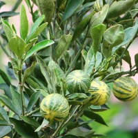 JERUK SUNKIST . bibit tanaman jeruk sunkist kualitas A1 sudah rimbun banyak buah