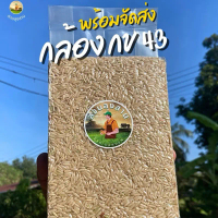 ข้าวกล้อง กข43 ข้าวนำ้ตาลต่ำ 5 กิโลกรัม