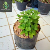 Tanaman Hias Herbal Daun Mint / Pepermin Polibag tanaman hias hidup