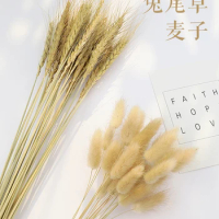 Natural Barley Wheat Ears Lampranthus Rabbit Tail Grass Photography Props Photo Studio Background Backdrops Accessories Ornament
