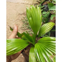 Tanaman Hias Pohon Palem Kol - Bibit Pohon Palem Kol