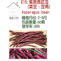 【蔬菜工坊】E15.紫莢長豇豆種子(菜豆、豆角)