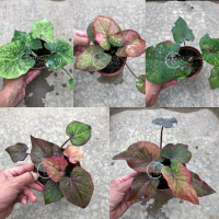 TKL - Caladium Kain Buruk Live Plant Random Picked