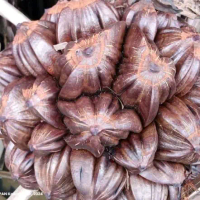 bibit buah nipah premium