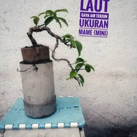 Bonsai Beringin Laut Gaya Air Terjun Ukuran Mame (Mini)