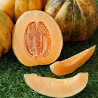 100 BENIIH BLEWAH MADU MANIS F1 SUPER UNGGUL ! SNP GARDEN SEED