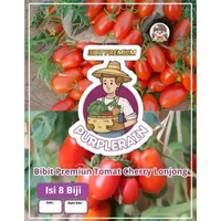 Bibit Premium Tomat Lonjong | Benih Tomat Lonjong F1