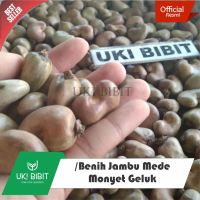 ( 1 Kg ) Benih Jambu Mede | Jambu Mete | Jambu Monyet