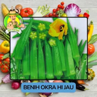 Benih Biji Bijian Sayuran Okra Hijau Okra Merah Benih Pilihan Okra Hijau