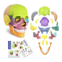 15pcs / set 4D Detachable Color Mini Skull Anatomy Model Human Anatomy Skull Puzzle Medical Teaching Tool