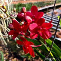 ANGGREK DENDROBIUM SUPER RED-sudah Knop/Spike-DENDROBIUM-ANGGREK