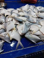 Ikan Bawal laut Bawal Putih 1 kg