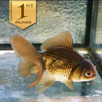 Koki Black Oranda Hitam Ikan Hias Aquascape Hiasan Aquarium Tanaman Air -