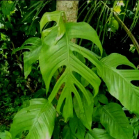 monstera epipremnum pinatum super murah (RA&TH)