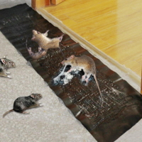 滅鼠魔毯 超強力捕鼠板 黏鼠帶 粘鼠板 捕鼠器 捕鼠毯 黏鼠毯 黑底黏鼠魔毯【DL312】 123便利屋