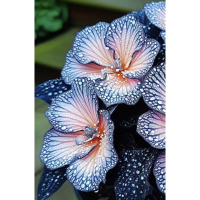 Ubi Benih Segar Cutting Benih Keladi Caladium Begonia Rex ‘Starry Night’