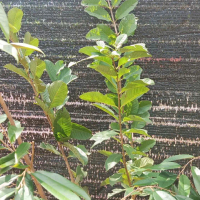 Bibit Jambu Kristal Merah