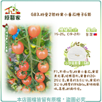 【綠藝家】G83.粉愛2號粉果小番茄種子6顆