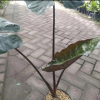 sente hitam/keladi wulung (RA&TH)
