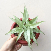 Tanaman hias Syngonium keris putih / Syngonium ngern la ima
