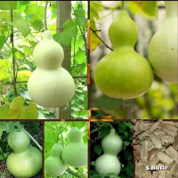 Biji benih labu botol alami bibit