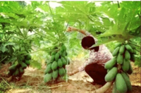 100 biji benih benih betik sekaki dwaft papaya seeds 1 foot papaya ( 15.10.2023 tarikh siap proses biji benih) papaya seeds