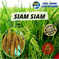 Benih bibit padi SIAM SIAM super berkualitas kemasan 1 kg