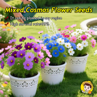 (High Germination,100pcs) Fresh Dwarf Cosmos Flower Seeds for Planting Flowers Rare Gesang Cosmos Fl