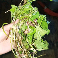 200grm DAUN PEGAGAN SEGAR FRESHH DADAKAN