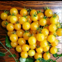 BENIH TOMAT CHERRY KUNING ISI 10 BUTIR Tanaman Segar Berkualitas Tinggi Cocok Untuk Taman Dan Pot Ke