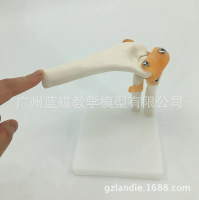 Life Size Human Skeleton Model Elbow Joint Anatomical Surgeration Model Toy