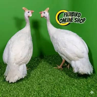 AYAM MUTIARA PUTIH SEPASANG PILIHAN AVIARY SATUAN
