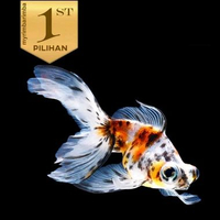 Ikan Mas Koki Buldog Multi Color ( Isi 2)Hiasan Aquarium Tanaman Hias Kolam