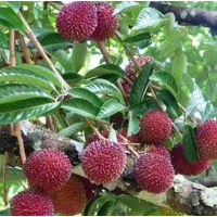 Bibit Tanaman Buah Rambutan Rapiah Okulasi Cepat Berbuah Buah Rambutan Rapiah Bulat