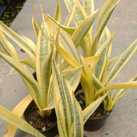 Sansevieria Yellow Thrive