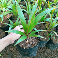 PROMO! Paket 3 Tanaman Bibit Pohon Palem Botol / Penghias Taman
